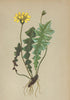 ALPENFLORA ALPINE FLOWERS. Aposeris foetida (L. ) Cass-Hainlattich 1897 print