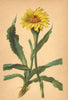 ALPENFLORA ALPINE FLOWERS.Hypochoeris uniflora Vill-Einköpfiges Ferkelkraut 1897