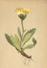 ALPENFLORA ALPINE FLOWERS. Leontodon taraxaci (All. ) Lois-Felsen-Löwenzahn 1897