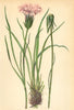 ALPENFLORA ALPINE FLOWERS. Scorzonera rosea W. K-Rosenfarbene Schwarzwurz 1897