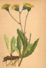 ALPENFLORA ALPINE FLOWERS.Willemetia stipitata(Jacq.)O.Hoffm-Kronlattich 1897