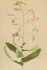 ALPENFLORA ALPINE FLOWERS. Prenanthes purpurea L-Hasenlattich 1897 old print