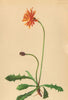 ALPENFLORA ALPINE FLOWERS. Crepis aurea (L. ) Cass-Goldpipau 1897 print