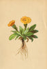 ALPENFLORA ALPINE FLOWERS. Crepis jubata Koch-Mühnenpipau 1897 old print