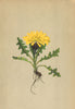 ALPENFLORA ALPINE FLOWERS.Crepis terglouensis(Hacq.)A.Kern-Terglou-Pipau 1897