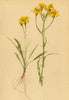 ALPENFLORA ALPINE FLOWERS. Crepis Jacquini Tausch-Jacquin's Pipau 1897 print