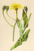 ALPENFLORA ALPINE FLOWERS. Crepis grandiflora Tausch-Grossköpfiger Pipau 1897