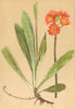 ALPINE FLOWERS. Hieracium aurantiacum L-Orangerothes Habichtskraut 1897 print