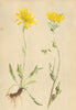 ALPENFLORA ALPINE FLOWERS. Hieracium villosum L-Zottiges Habichtskraut 1897