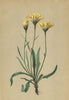 ALPENFLORA. Hieracium staticifolium Vill-Grasnelkenblättriges Habichtskraut 1897