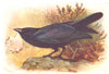 BRITISH BIRDS. Raven. THORBURN 1925 old vintage print picture