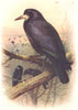 BRITISH BIRDS. Rook. THORBURN 1925 old vintage print picture