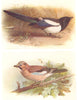 BRITISH BIRDS. Magpie; Jay. THORBURN 1925 old vintage print picture