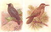 BRITISH BIRDS. Jackdaw; Nutcracker. THORBURN 1925 old vintage print picture