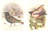 BRITISH BIRDS. Starling (winter plumage) ; Rose-coloured Pastor. THORBURN 1925
