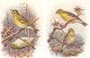 BRITISH BIRDS. Siskin; Serin. THORBURN 1925 old vintage print picture