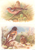 BRITISH BIRDS. Chaffinch; Brambling. THORBURN 1925 old vintage print picture