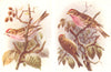 BRITISH BIRDS. Mealy Redpoll; Lesser Redpoll. THORBURN 1925 old vintage print