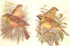 BRITISH BIRDS. Ortolan, Cirl Bunting. THORBURN 1925 old vintage print picture