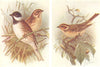BRITISH BIRDS. Reed-Bunting, Little Bunting. THORBURN 1925 old vintage print