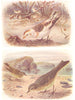BRITISH BIRDS. Snow-Bunting (Winter) Rock-Pipit. THORBURN 1925 old print