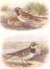 BRITISH BIRDS. Lapland Bunting; Shore-Lark. THORBURN 1925 old vintage print
