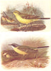 BRITISH BIRDS. Yellow Wagtail; Grey-headed Wagtail. THORBURN 1925 old print