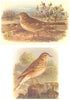 BRITISH BIRDS. Meadow Pipit; Tree Pipit. THORBURN 1925 old vintage print