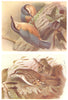 BRITISH BIRDS. Tree-Creeper; Nuthatch. THORBURN 1925 old vintage print picture