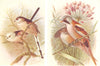 BRITISH BIRDS. Long-tailed Titmouse, Bearded Titmouse. THORBURN 1925 old print