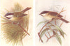 BRITISH BIRDS. Coal-Titmouse; Marsh-Titmouse. THORBURN 1925 old vintage print