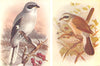 BRITISH BIRDS. Great Grey Shrike; Red-backed Shrike. THORBURN 1925 old print