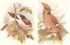 BRITISH BIRDS. Woodchat; Waxwing. THORBURN 1925 old vintage print picture