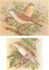 BRITISH BIRDS. Common Whitethroat; Lesser Whitethroat. THORBURN 1925 old print