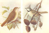BRITISH BIRDS. Garden Warbler; Crested Titmouse. THORBURN 1925 old print
