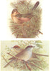 BRITISH BIRDS. Dartford Warbler; Blackcap. THORBURN 1925 old vintage print