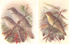 BRITISH BIRDS. Barred Warbler; Grasshopper Warbler. THORBURN 1925 old print