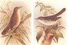 BRITISH BIRDS. Reed Warbler; Marsh-Warbler. THORBURN 1925 old vintage print