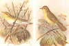 BRITISH BIRDS. Wood-Warbler; Icterine Warbler. THORBURN 1925 old vintage print
