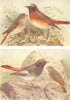 BRITISH BIRDS. Redstart; Black Redstart. THORBURN 1925 old vintage print