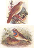 BRITISH BIRDS. Nightingale; Bluethroat (adult and young) . THORBURN 1925 print
