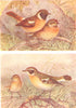BRITISH BIRDS. Stonechat; Whinchat. THORBURN 1925 old vintage print picture