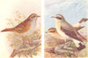 BRITISH BIRDS. Hedge-Sparrow; Wheatear. THORBURN 1925 old vintage print