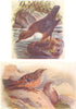 BRITISH BIRDS. Dipper; Alpine Accentor. THORBURN 1925 old vintage print