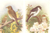 BRITISH BIRDS. Spotted Flycatcher; Pied Flycatcher. THORBURN 1925 old print