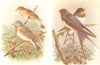 BRITISH BIRDS. Red-Breasted Flycatchers; Swallows. THORBURN 1925 old print