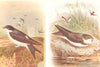 BRITISH BIRDS. House-Martin; Sand-Martin. THORBURN 1925 old vintage print