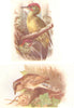BRITISH BIRDS. Green Woodpecker; Wryneck. THORBURN 1925 old vintage print