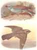 BRITISH BIRDS. Roller; Nightjar. THORBURN 1925 old vintage print picture