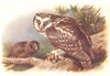 BRITISH BIRDS. Tengmalm's Owl. THORBURN 1925 old vintage print picture